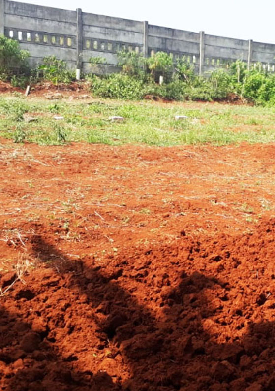 Lahan Pangan Sehat untuk Santri: Dari Tanah Kosong Menjadi Sumber Kehidupan
